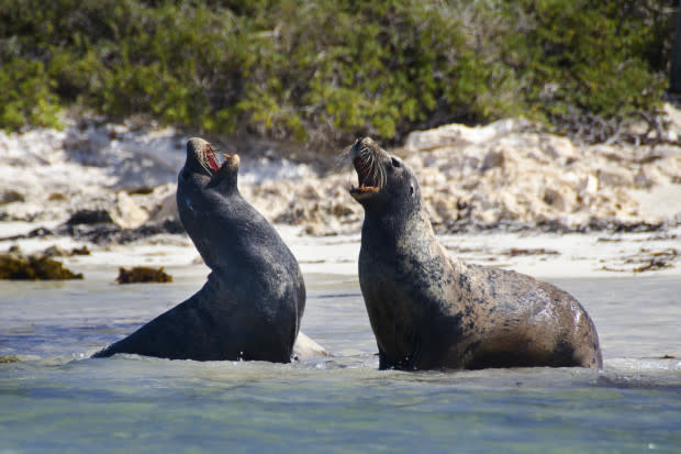 Sea Lions Charge Beachgoers at San Diego's Popular La Jolla Cove