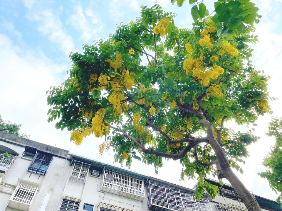 夏季限定的專屬黃金雨。   圖：新北市景觀處提供