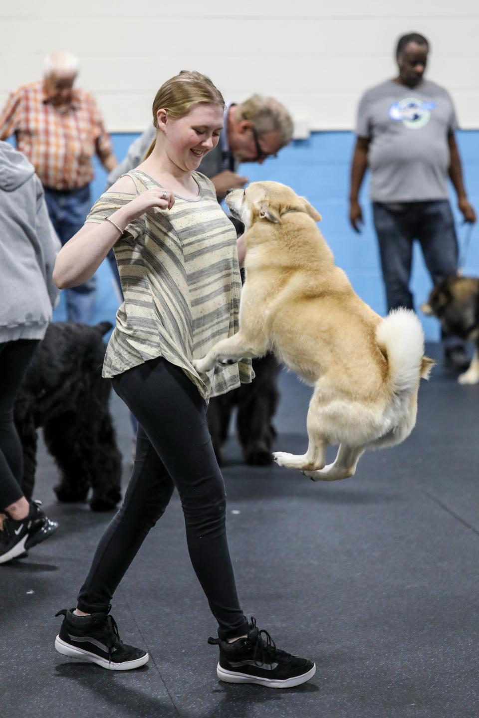 Handler Micaela Kenyon, 15, of Holly, works with her Grand Champion Bronze Fabrajs Bravely Bewitching (Saga) during ring practice at Sportsmen's Dog Training Club of Detroit in Warren on Monday, April 29, 2024. Saga, a Norwegian buhund, has been invited to compete in the Westminster kennel club dog show this year.