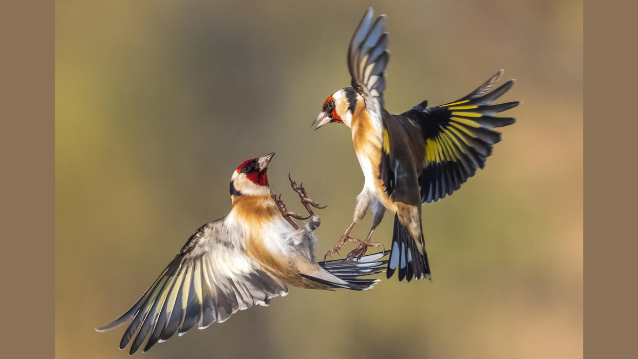  A pair of European goldfinches in flight 