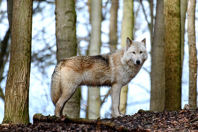 <p>Swen Pfortner/picture alliance via Getty Images</p> A stock image of a wolf-dog hybrid.