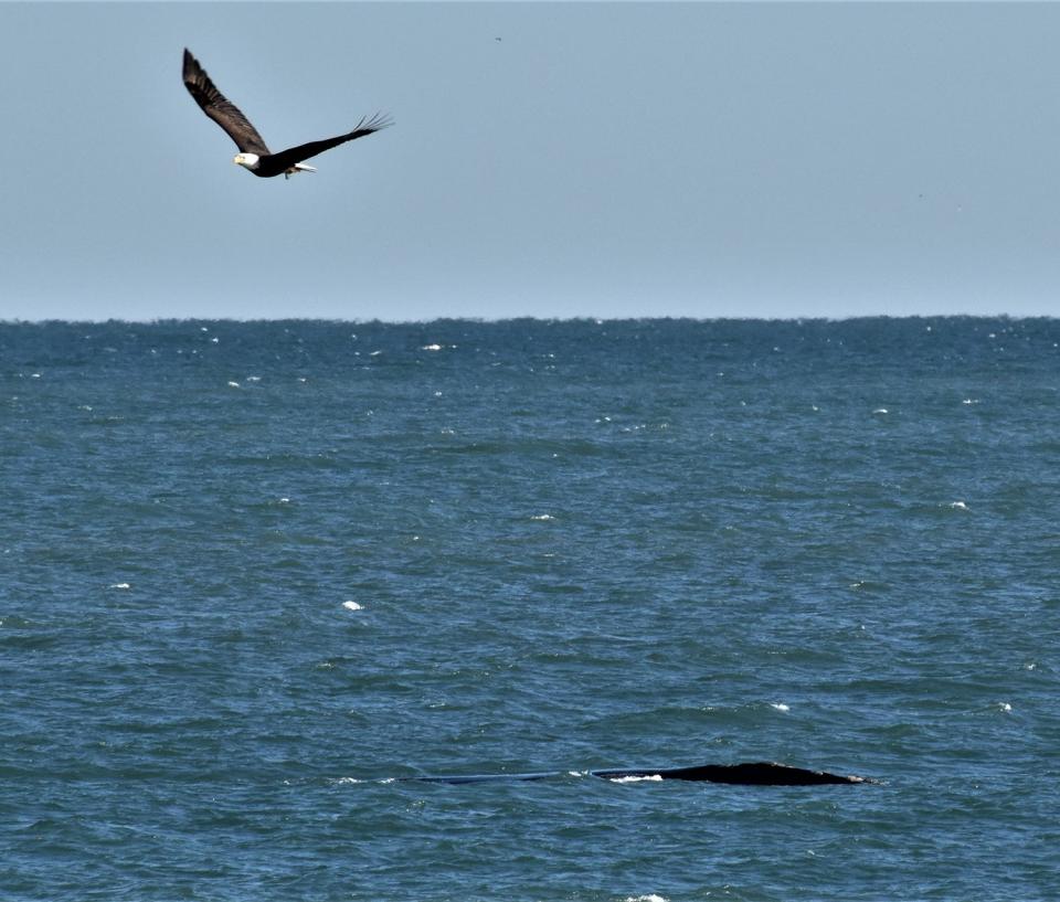 Bald eagle flying over right whale #3560 at Flagler Beach. [Bill Gough/Contributed]