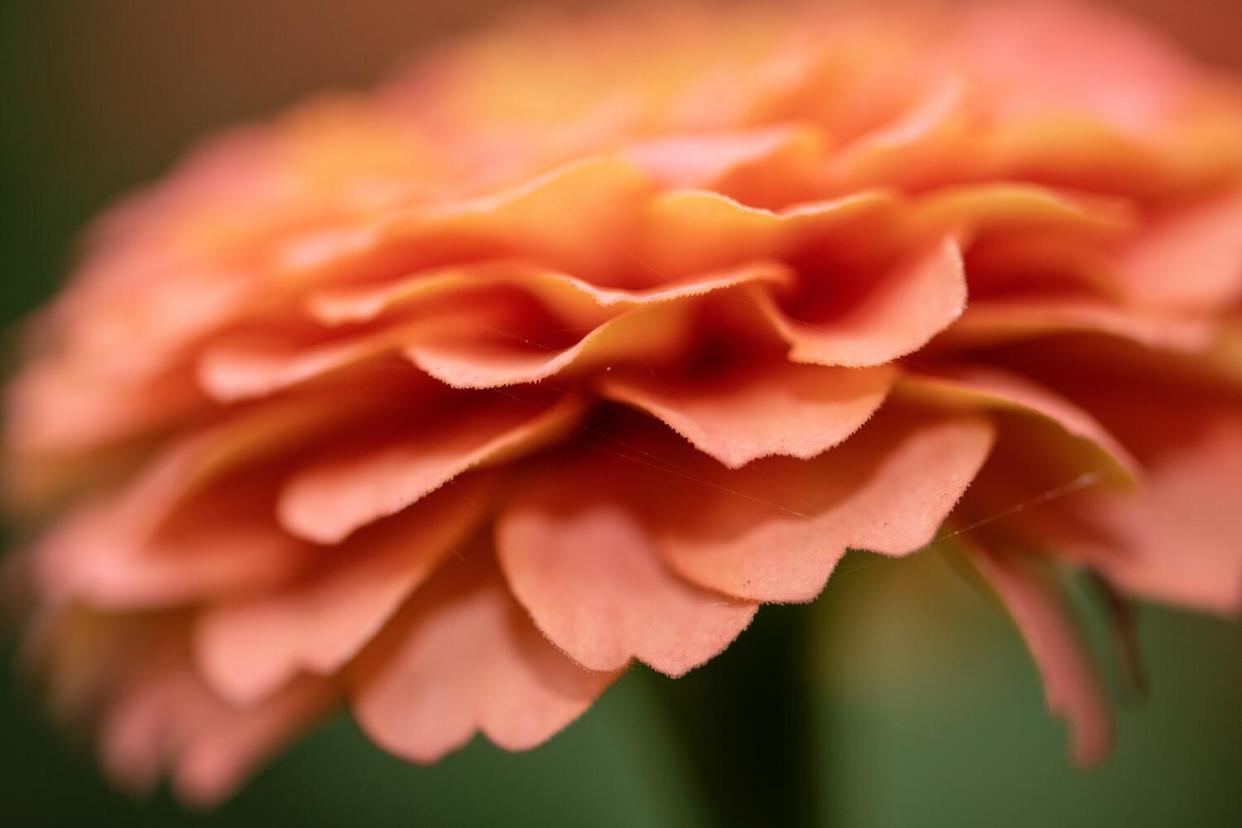 Delicate zinnia petals in a shade of orange.