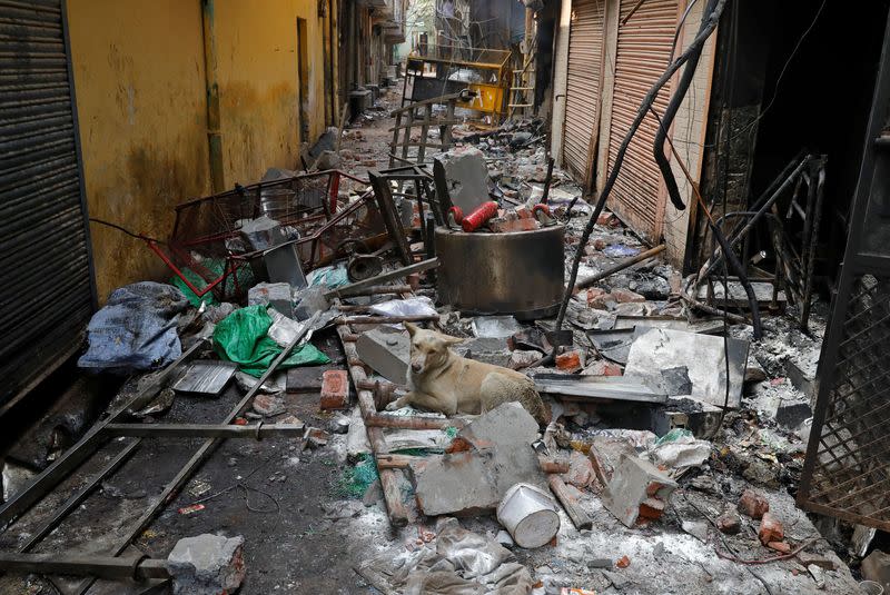 A dog sits on the remains of a damaged house that was set on fire by a mob in a riot affected area after clashes erupted between people demonstrating for and against a new citizenship law in New Delhi