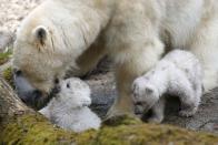 Twin polar bear cubs stand with their mother Giovanna in their enclosure at Tierpark Hellabrunn in Munich, March 19, 2014. The 14 week-old cubs, who made their first public appearance on Wednesday, have yet to be named. REUTERS/Michael Dalder (GERMANY - Tags: ANIMALS SOCIETY)