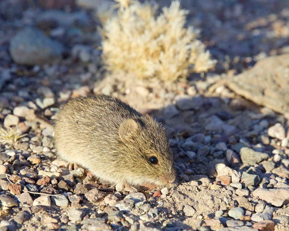 A hispid cotton rat goes about its business in Big Bend Ranch State Park.