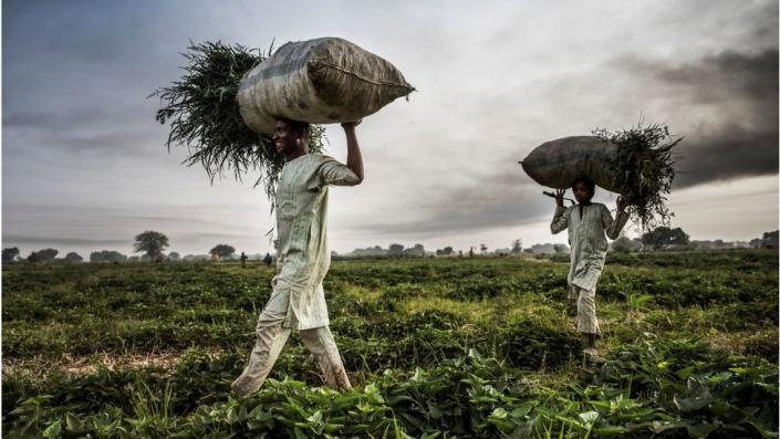 Sokoto farmers