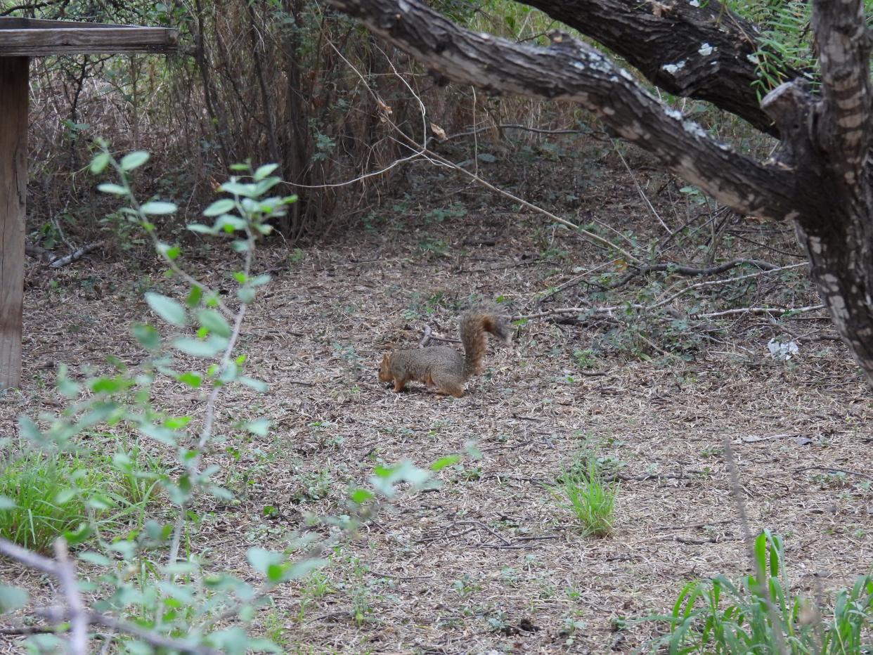 Fox squirrels