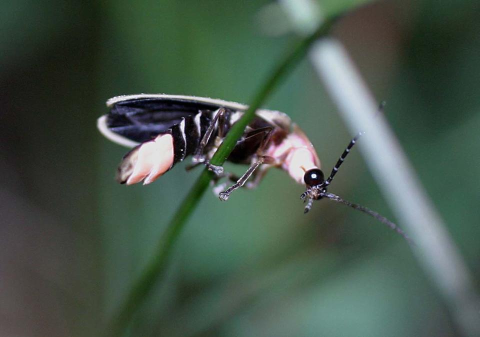 This photo released by the Museum of Science shows a firefly or lightning bug. Fireflies are neither bugs nor flies; they are actually beetles, which have two pairs of wings.