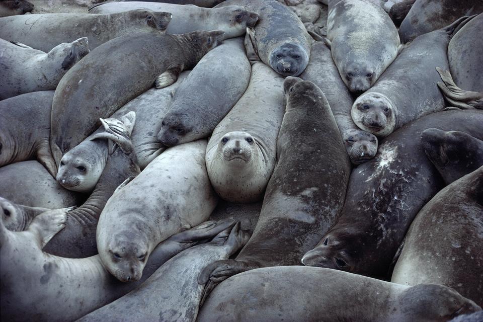 elephant seals