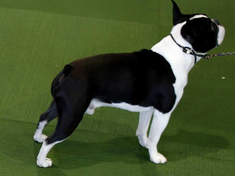 Boston Terriers