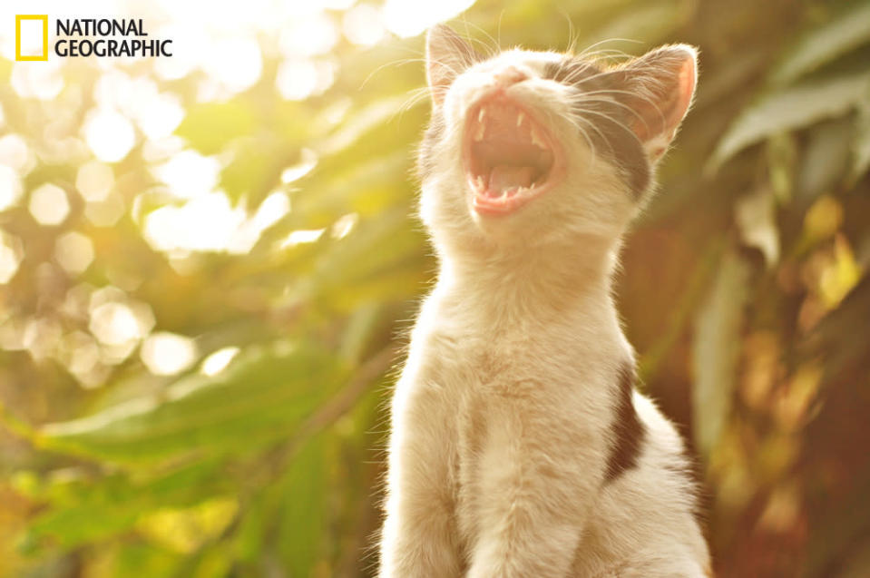 Los gatitos lo quieren todo al mismo tiempo. Fue una foto accidental de un gatico callejero en un atardecer. No estaba bostezando como lo creímos, ya que mantuvo la boca abierta durante mucho tiempo. (Foto y texto cortesía de Marcus Sam/National Geographic Your Shot) <br> <br> <a href="http://ngm.nationalgeographic.com/your-shot/weekly-wrapper" rel="nofollow noopener" target="_blank" data-ylk="slk:Clic acá;elm:context_link;itc:0;sec:content-canvas" class="link ">Clic acá</a> para más fotos de la sección de National Geographic Your Shot.