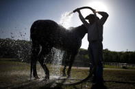 A man washes a horse at the International Gay Rodeo Association's Rodeo In the Rock in Little Rock, Arkansas, United States April 25, 2015. REUTERS/Lucy Nicholson