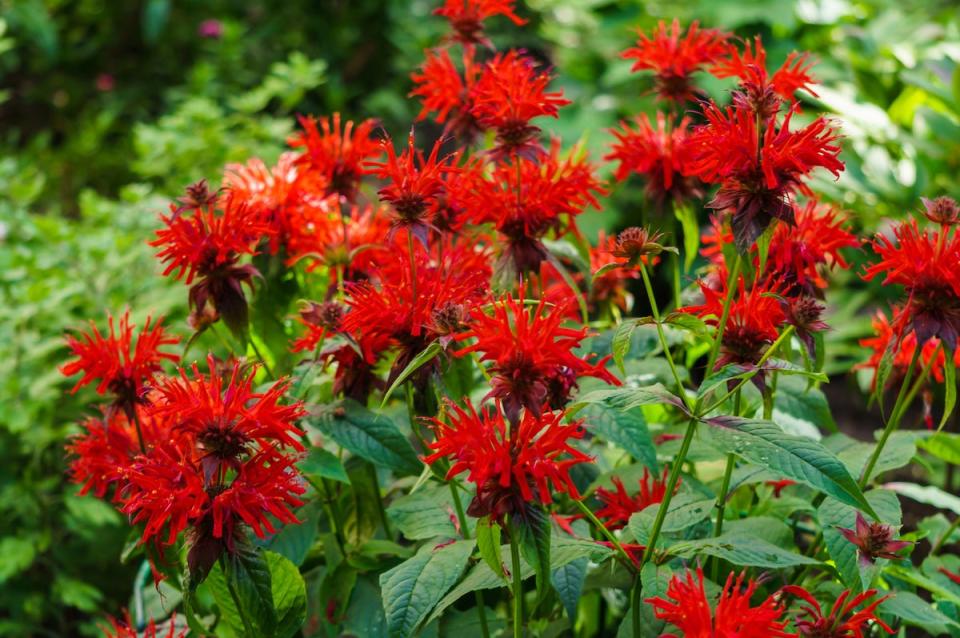 Bee Balm (Monarda didyma) flowers growing in a garden. 