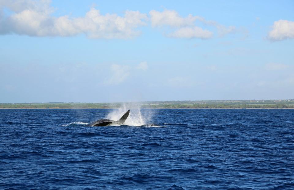 Whale Watching, Maui