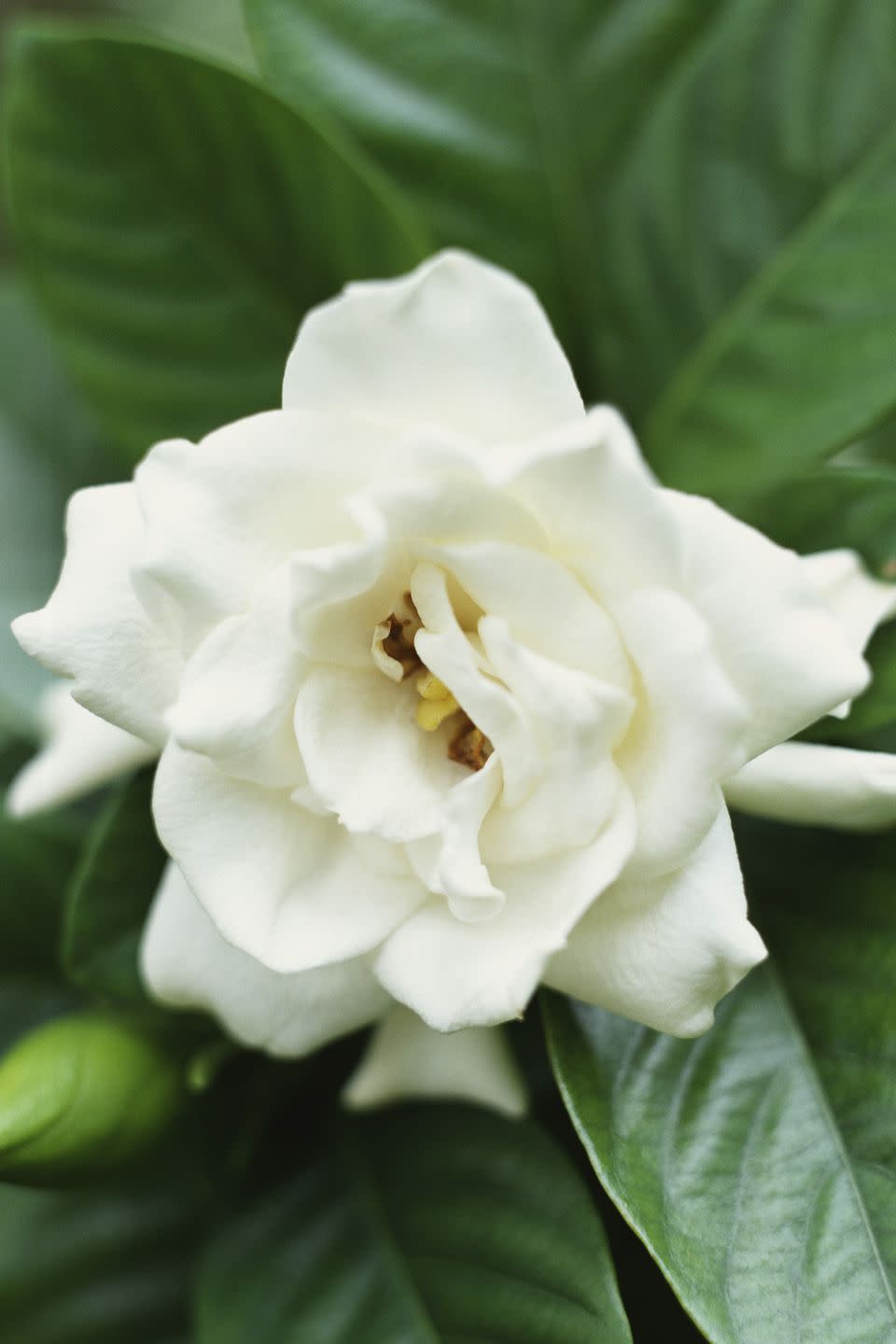 Gardenias