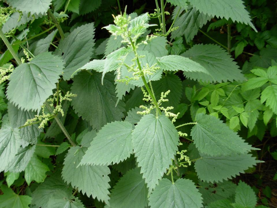 Stinging nettle, which is now fairly visible in the woods though not full-grown at this time of the year, is a great food source for wildlife.