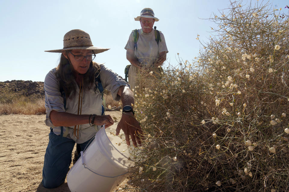 Madena Asbell, directora de programas de conservación de plantas en el Mojave Desert Land Trust, recoge semillas para preservar plantas de desierto tras las lluvias históricas del invierno, el miércoles 12 de junio de 2023, en el desierto de Mojave, cerca de Joshua Tree, California. El voluntario y residente de la zona Thomas Rottman se ve detrás de Asbell. Años de sequía habían impedido reunir semillas los años anteriores. El objetivo es reforzar un banco de semillas, una de las muchas iniciativas en Estados Unidos dirigidas a preservar plantas para proyectos de restauración. (AP Foto/Damian Dovarganes)