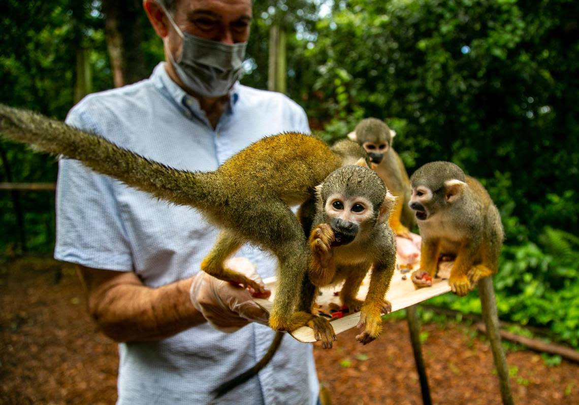 Squirrel monkeys gorge themselves on nuts and dried fruit inside the Amazonian Rainforest exhibit at Monkey Jungle.