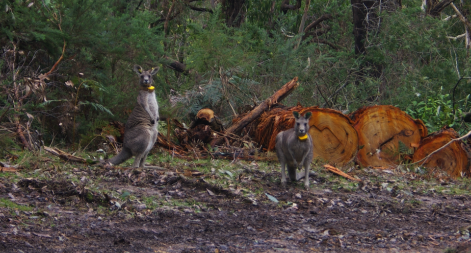 Radio-collared kangaroos at a bush site with logs in the background.