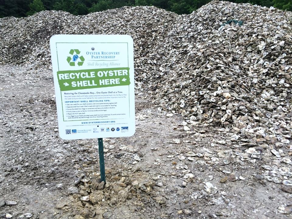 The Oyster Restoration Project conducts a slate of programs to create and manage healthy oyster beds to both create a cleaner Chesapeake Bay and its tributaries and help sustain a vital component to the watermen economy in the state.