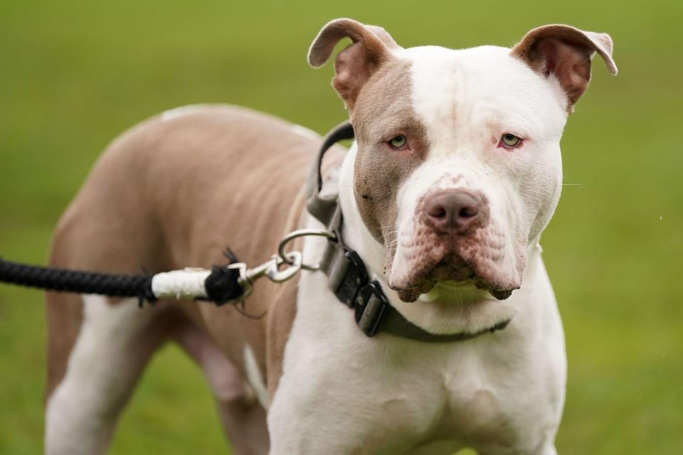 File photo dated 30/09/23 of an XL bully dog called Riz, during a protest against the Government's decision to add XL bully dogs to the list of prohibited breeds under the Dangerous Dogs Act following a spate of attacks. XL bully dogs must be kept on a lead and muzzled in public under new restrictions, amid fears among animal welfare groups that a looming ban on the breed will overwhelm vets and rescue centres. Issue date: Sunday December 31, 2023.