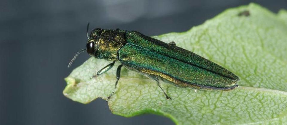 The emerald ash borer, a small green beetle native to Asia, has been damaging ash trees in the Kansas City area for over a decade.