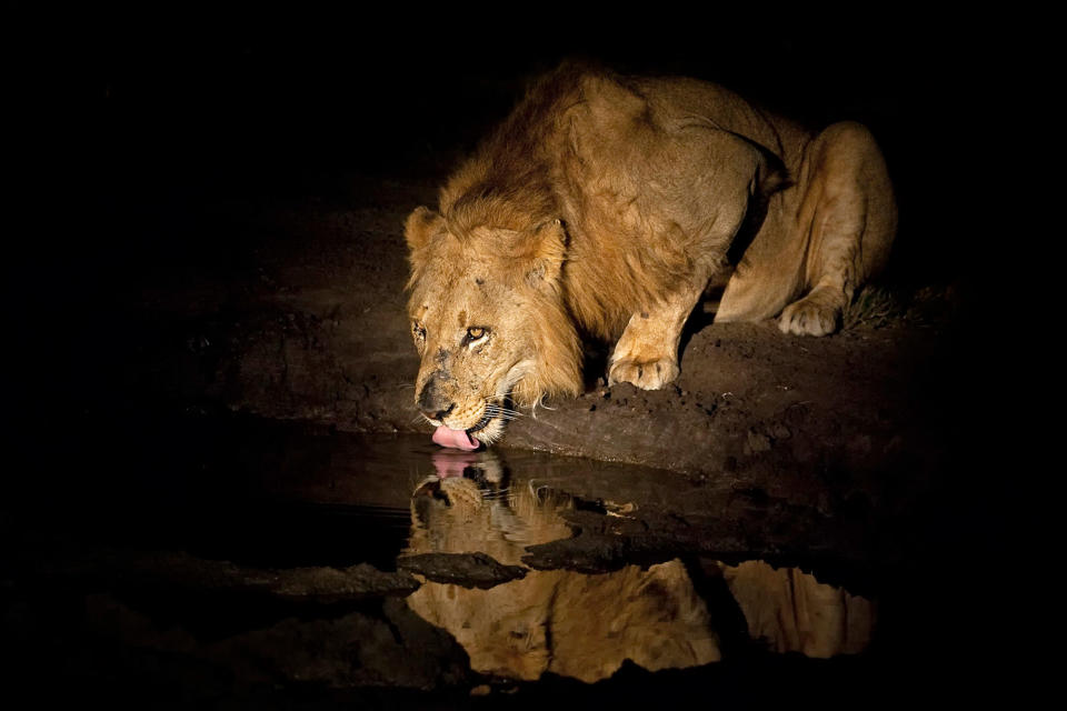 Midnight safari: Wild animals gather under a full moon