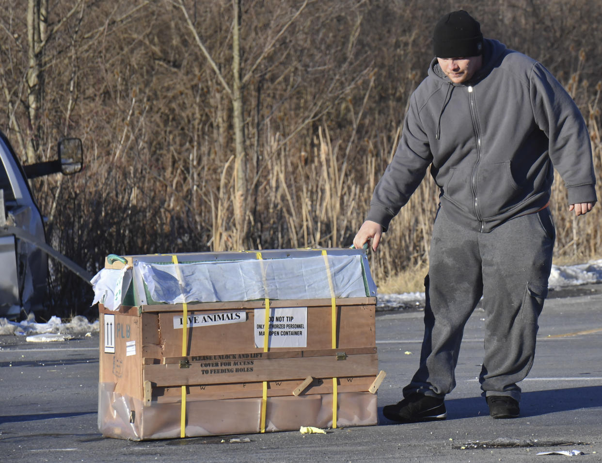 The driver of a pickup transporting 100 monkeys pulls a crate of monkeys off of state Route 54 at the intersection with Interstate 80 near Danville, Pennsylvania, Friday after the pickup and trailer were hit by a dump truck. (Jimmy May/Bloomsburg Press Enterprise via AP)