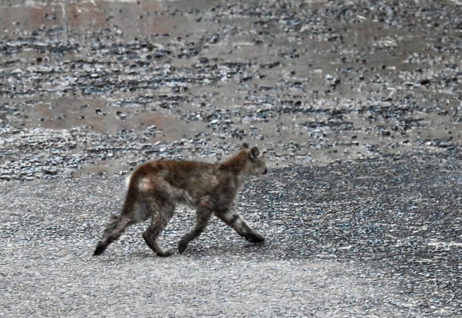 This mountain lion held onto the rope until it got to the top of the spillway barrier, then ran away.