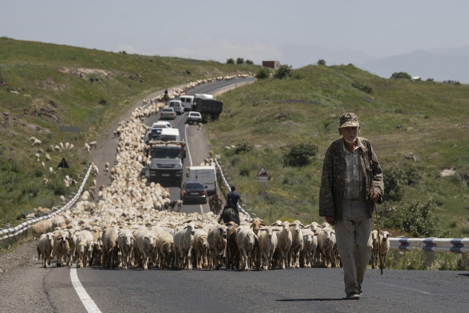 An elderly Armenian shepherd leads a huge flock of sheep along the road near Syunik, 212 km. (132 miles) south-east of Yerevan, Armenia, Wednesday, June 16, 2021. Armenians head to the polls Sunday for a snap parliamentary election stemming from a political crisis that has engulfed the former Soviet nation ever since last year's fighting over the separatist region of Nagorno-Karabakh. (AP Photo/Areg Balayan)