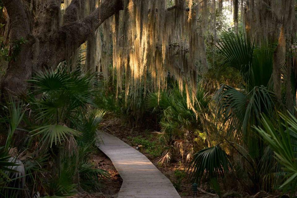 <p>Lindsey Harris Shorter</p> Palms and Spanish moss-covered trees grow over a pathway on Little St. Simons Island, in Georgia.