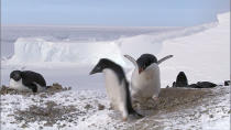 <b>Frozen Planet, BBC One, Wed, 9pm</b><br><b> Episode 2</b><br><br>Adélie penguins collect stones for their nests - thieves try to steal them but this one has been rumbled.