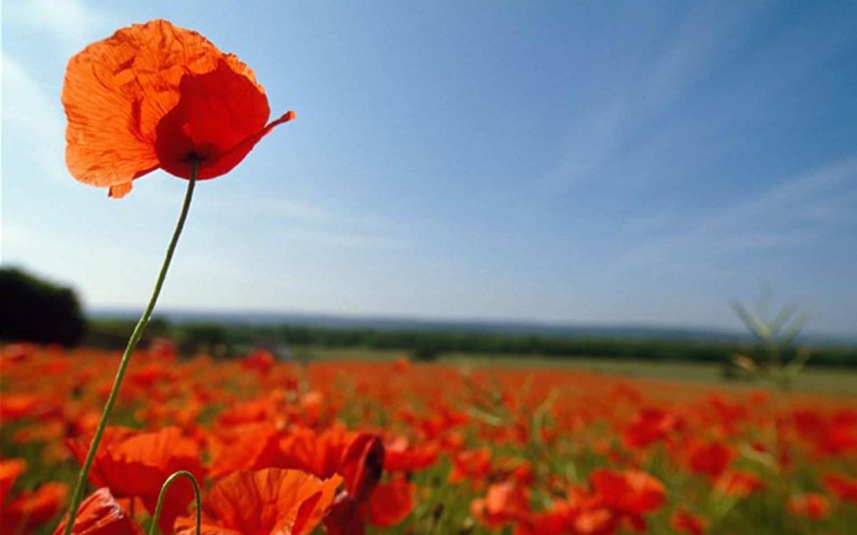 Remembrance Day poems: poppies growing where dead soldiers lay inspired John McCrae's poem In Flanders Fields - Alamy