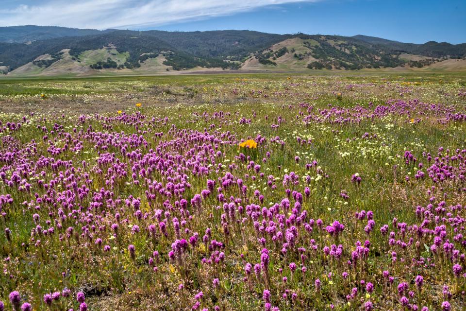 The 13,696-acre expansion of the Berryessa Snow Mountain National Monument in Northern California’s Inner Coast Range also leads to a name change from "Walker Ridge" to "Molok Luyuk," which means Condor Ridge in Patwin, the language of the Native American tribes.