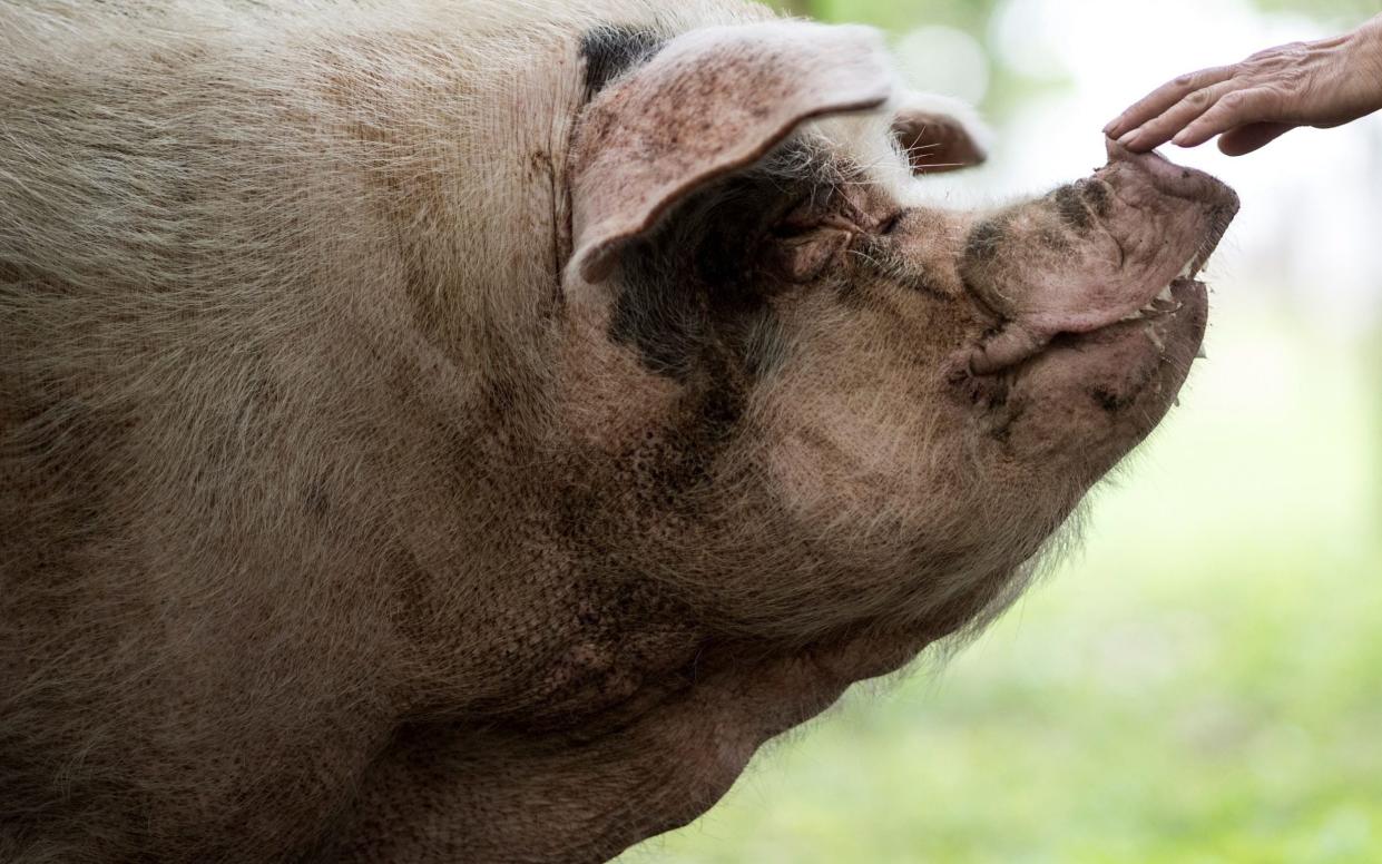 'Zhu Jianqiang' or 'Strong Pig' who became a national icon after surviving the devastating earthquake in Sichuan - AFP