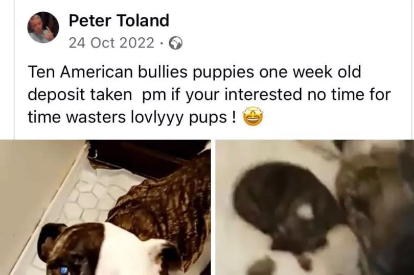 Peter Toland adverstised Luna's 10 puppies for sale on Facebook in October 2022. Just 20 weeks later she was dead.
