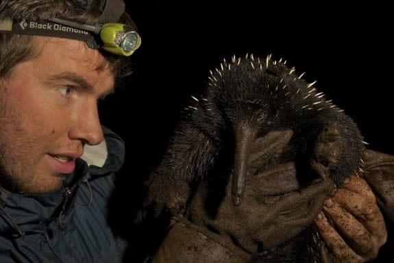 Long-beaked echidna from New Guinea