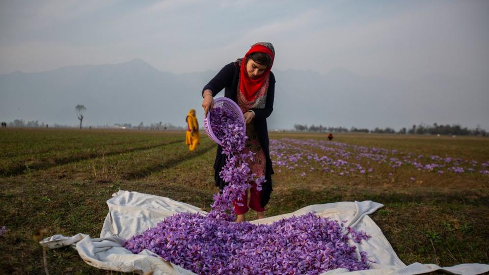 Safran Ernte in Pakistan. (Bild: dpa)