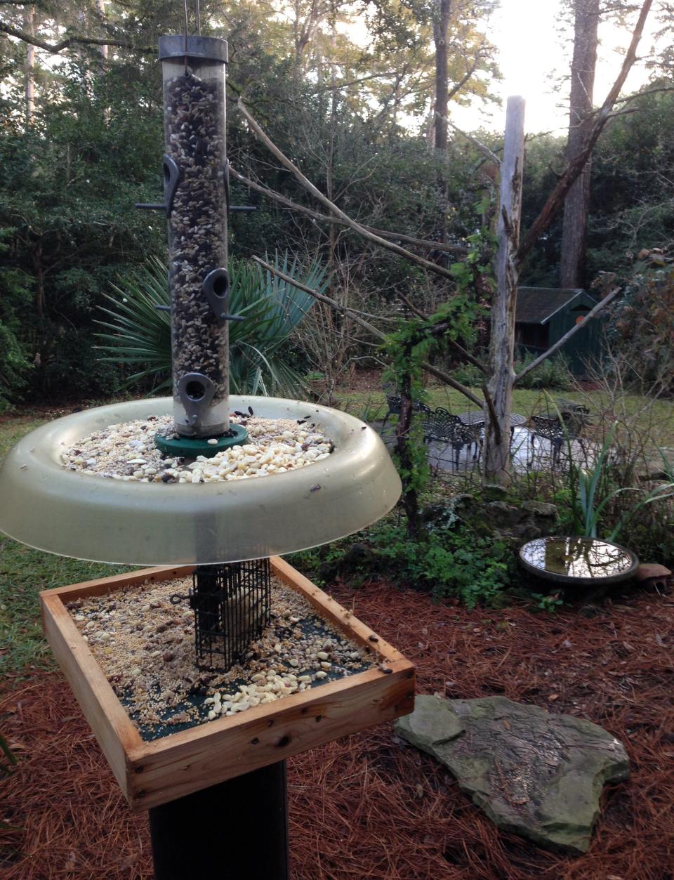 The author’s squirrel-proof feeder set up for winter feeding with white millet on the lower level for White-throated Sparrows and a variety of other seeds in the tube and on the top tray. Note the simple wire suet cage attached to the pole.