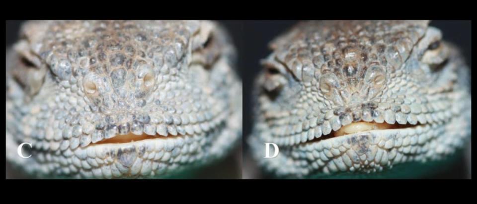 “Bulging” scales around the nose of the lizard were unique to the new species, researchers said.