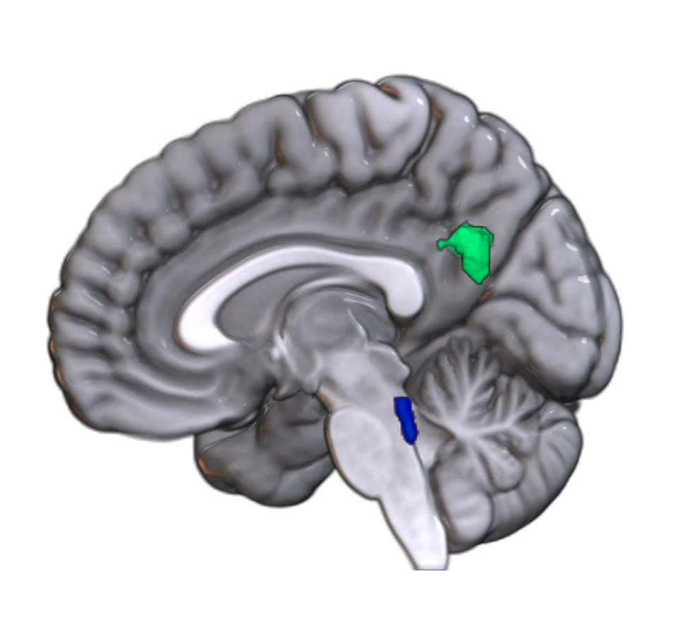 Locus coeruleus highlighted in blue;  region of caution highlighted in green.  Negar Fani