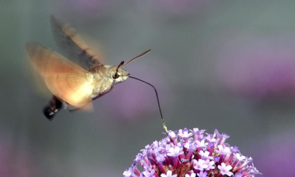 Some species of sphinx moth are so big, and move their small wings so fast, and hover so effortlessly, that they are sometimes mistaken for hummingbirds.