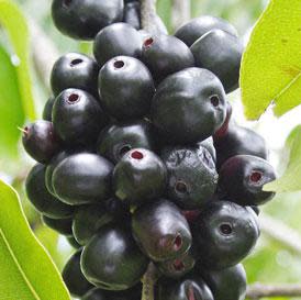 jamun in english