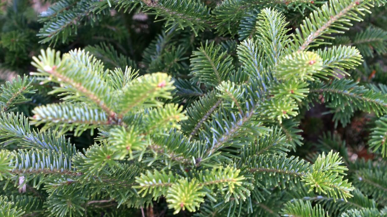 types of christmas trees canaan fir branches