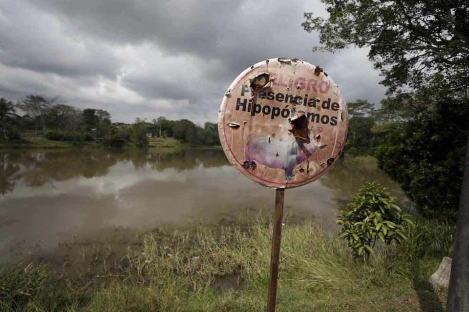 A hippo warning stands on the shore of a lagoon near Doral, Colombia, Wednesday, Feb. 3, 2021. The offspring of hippos illegally imported to Colombia by drug kingpin Pablo Escobar in the 1980s are flourishing in the lush area and experts are warning about the dangers of the growing numbers. (AP Photo/Fernando Vergara)