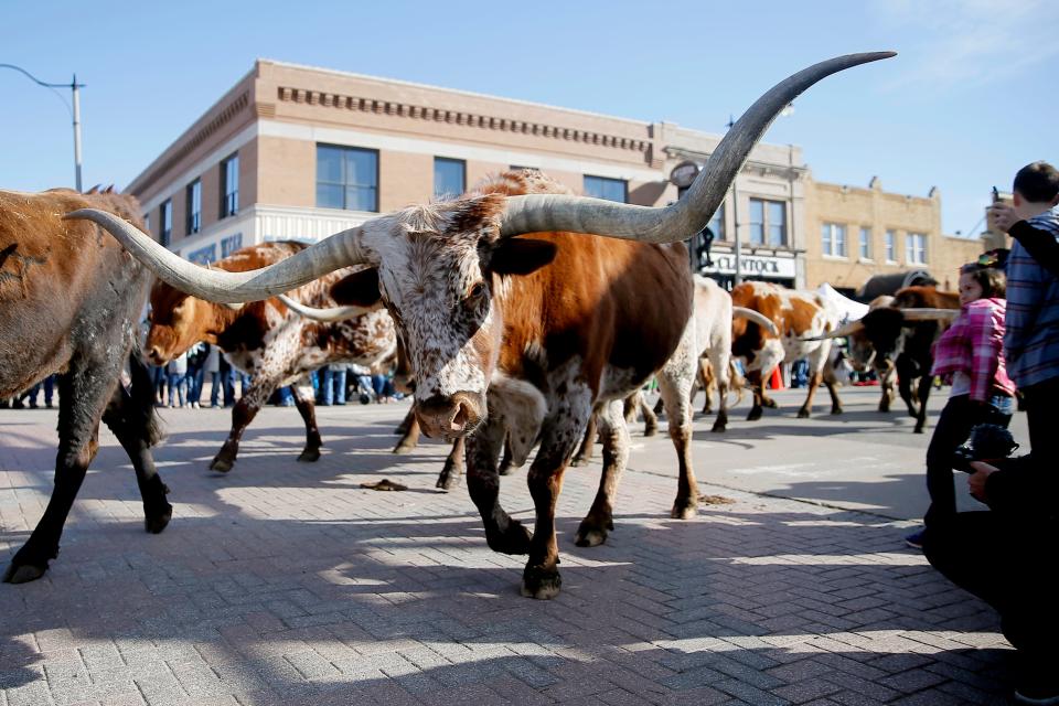 Longhorns from Chain Ranch walk past the crowd during the Stockyard City St. Patrick's Day Parade in Oklahoma City, Saturday, March 16, 2019. Photo by Bryan Terry, The Oklahoman