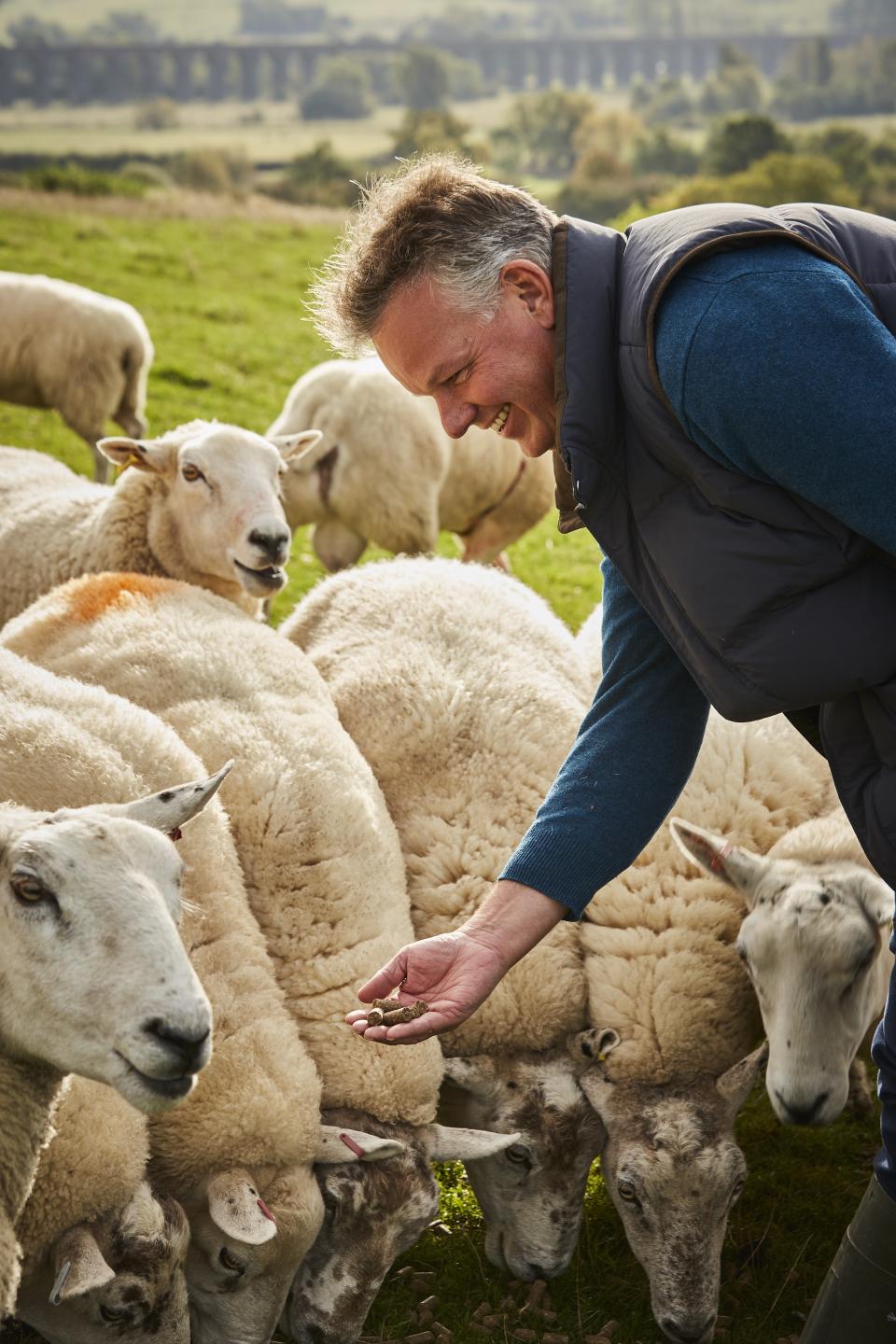 Woolroom owner Tattersall feeds a flock of upland ewes.