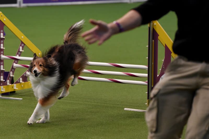 A dog competes in the Masters Agility Championship during the Westminster Kennel Club Dog Show in New York