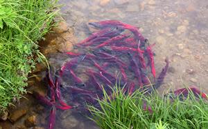 The Kitwanga River is a biologically rich salmon producing system.